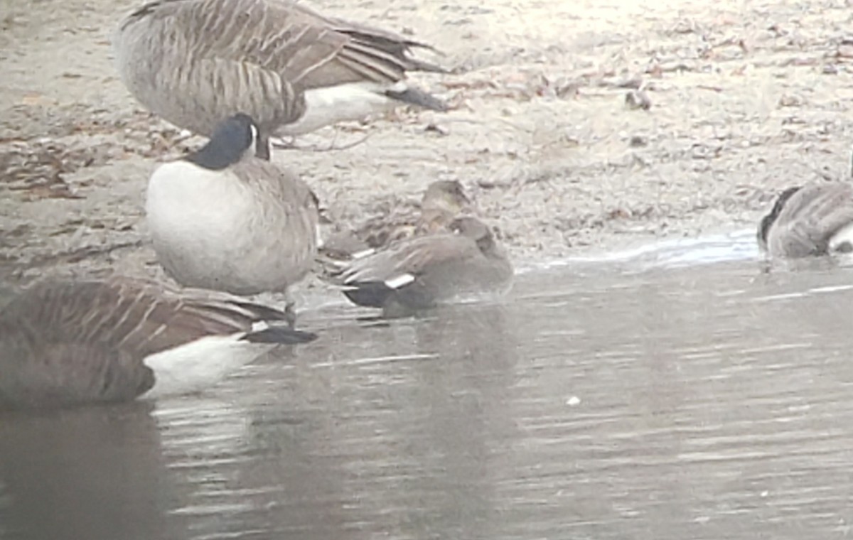 Gadwall - ML187355821