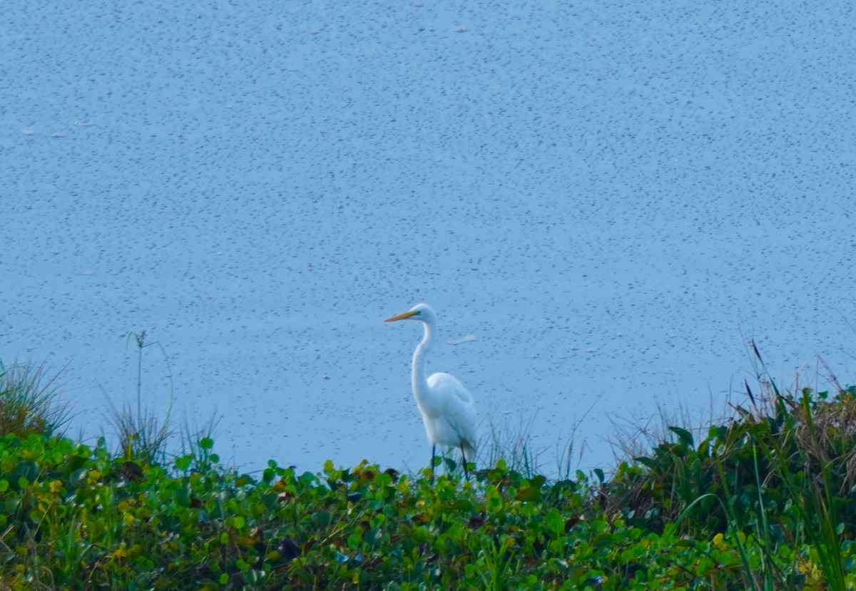 Great Egret - ML187357601