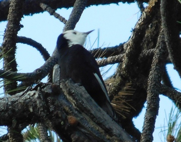 White-headed Woodpecker - ML187361311