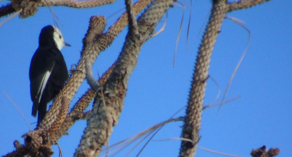 White-headed Woodpecker - ML187361601