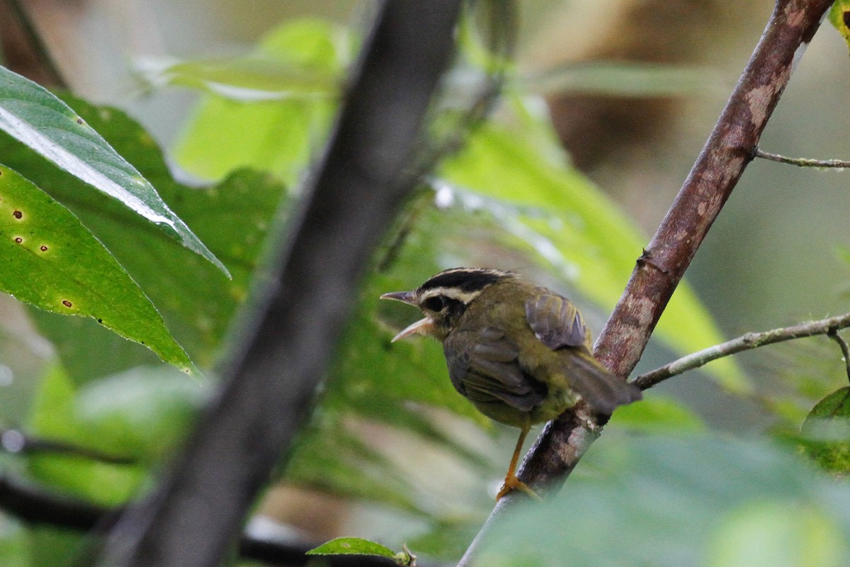 Three-striped Warbler - ML187363011