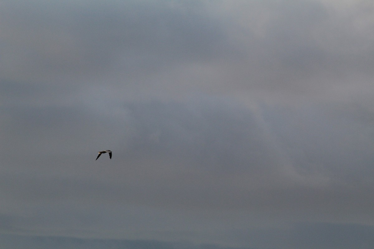 Northern Gannet - ML187364431