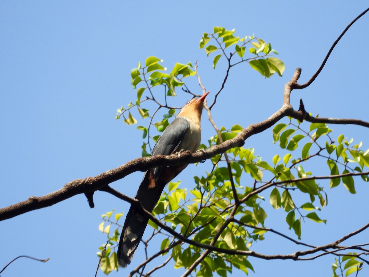 Red-billed Malkoha - ML187364581