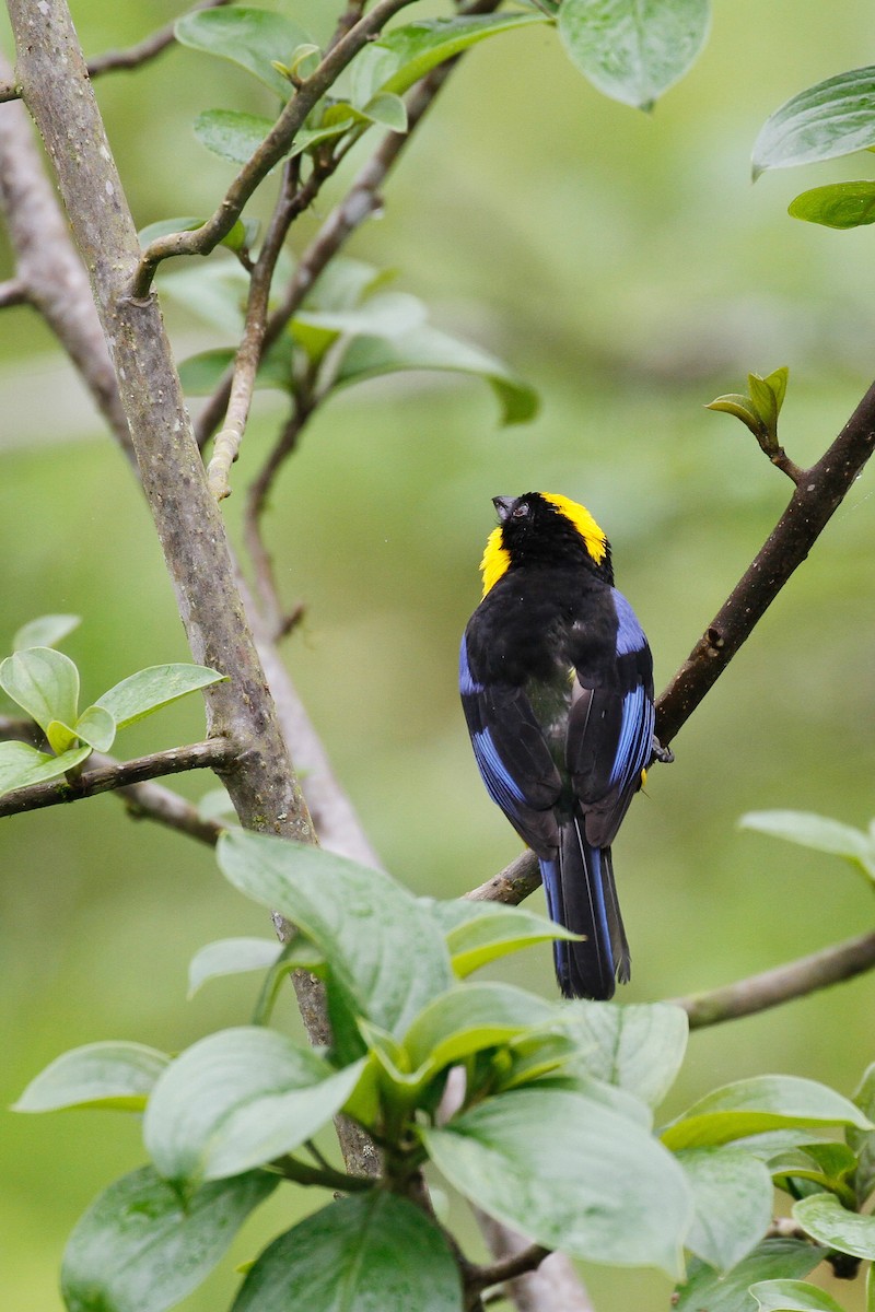 Blue-winged Mountain Tanager - Linda Widdop