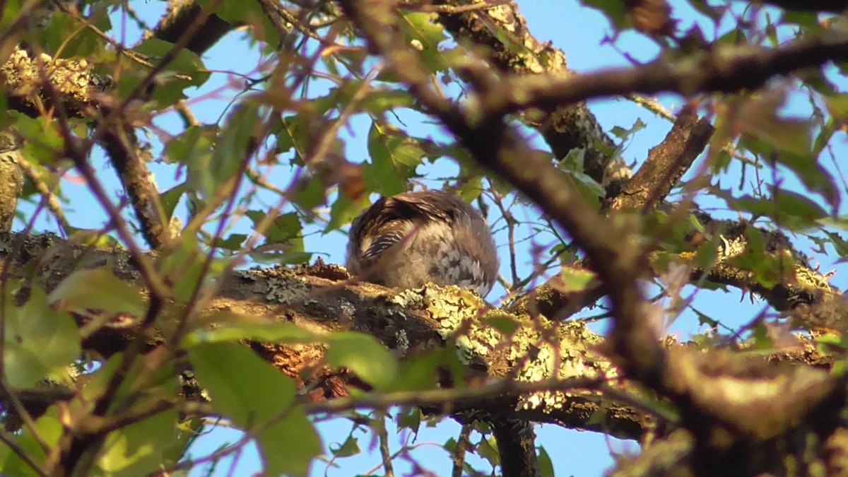 Northern Pygmy-Owl - ML187366101