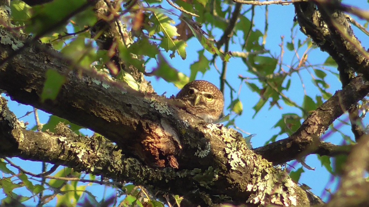 Northern Pygmy-Owl - ML187366111