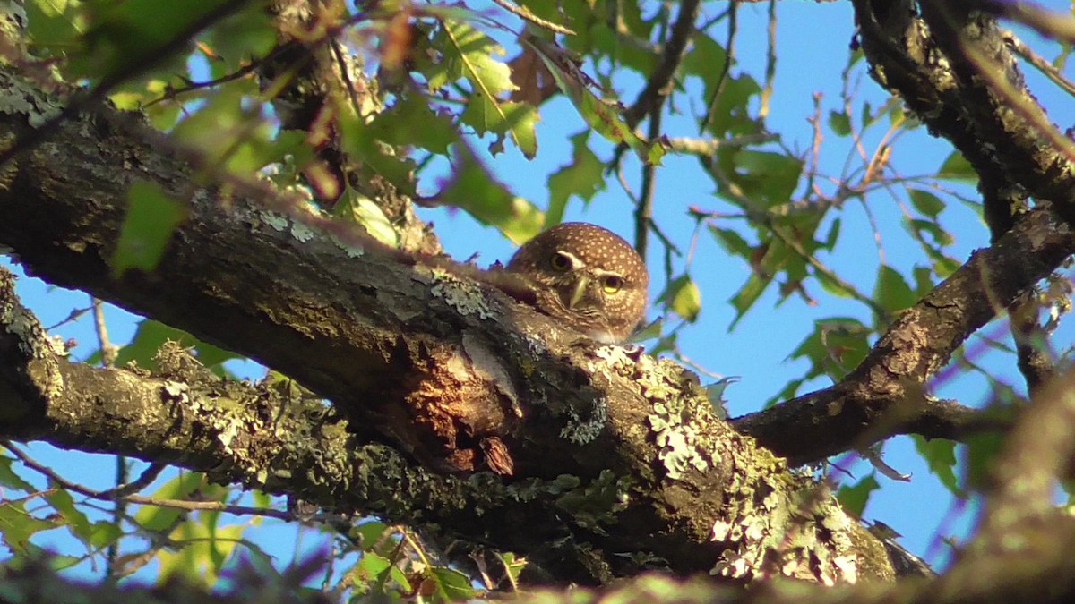 Northern Pygmy-Owl - ML187366121