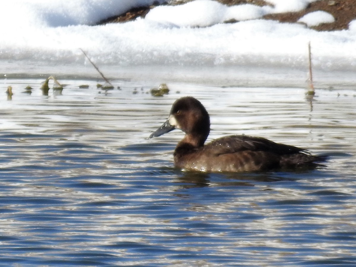 Lesser Scaup - Tina Toth