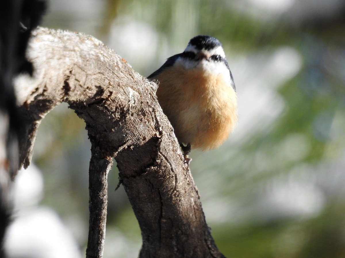 Red-breasted Nuthatch - Tina Toth