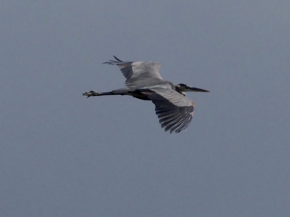 Great Blue Heron (Great Blue) - ML187369201