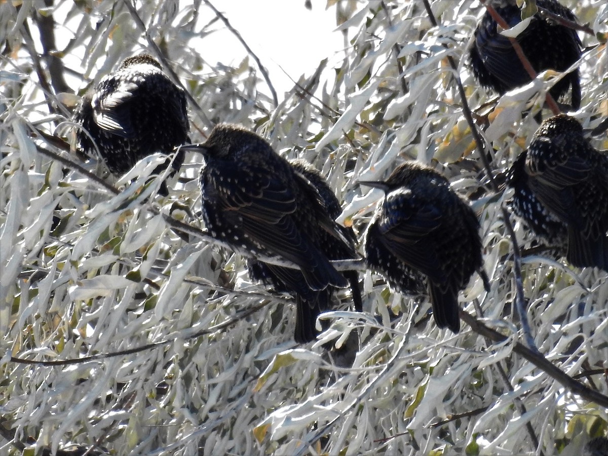 European Starling - ML187369251