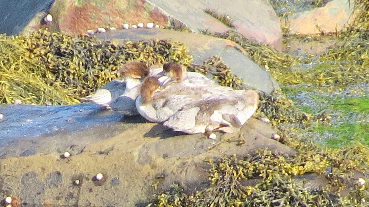 Common Merganser - ML187369431