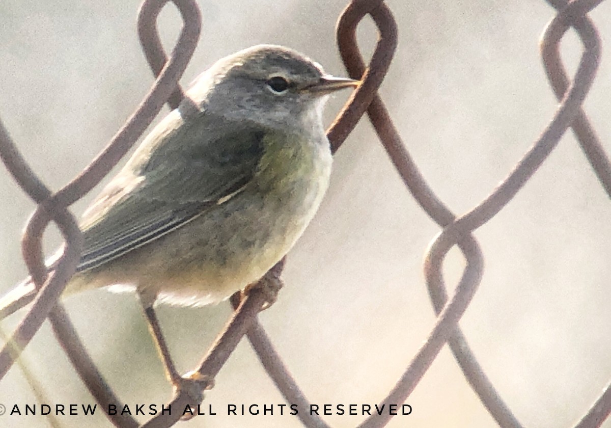 oransjekroneparula - ML187370011