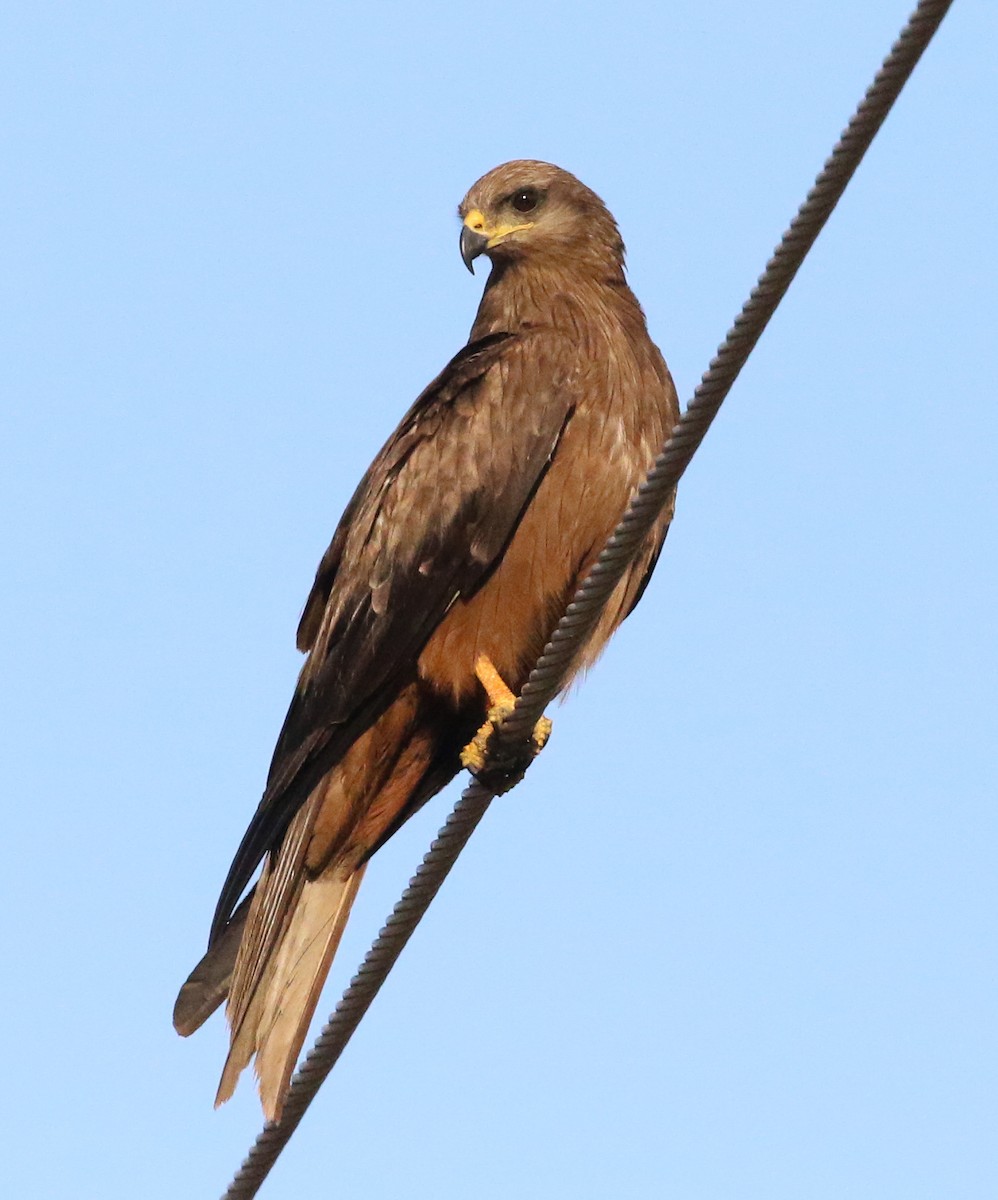 Black Kite - ML187370121