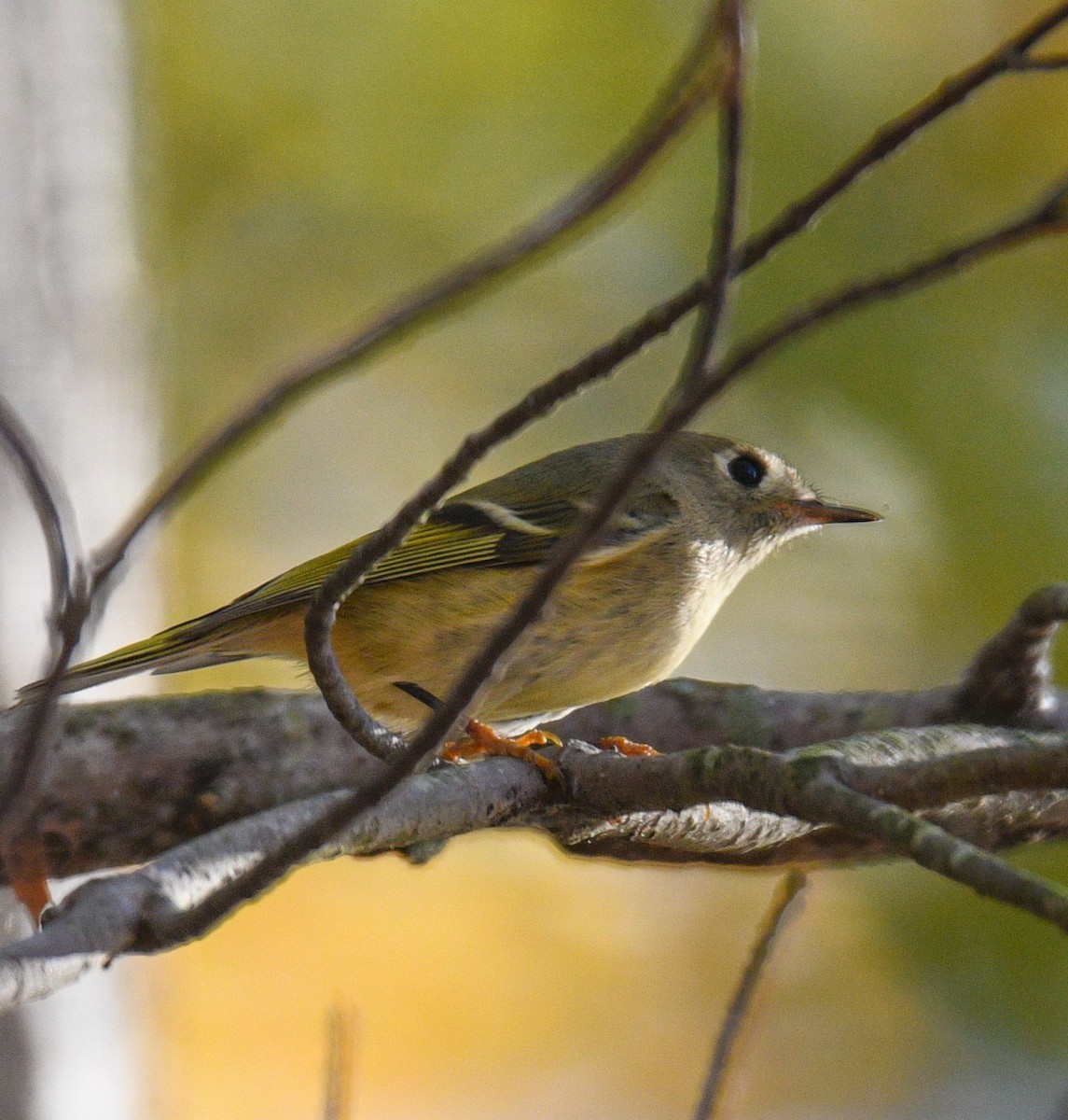 Ruby-crowned Kinglet - ML187370211