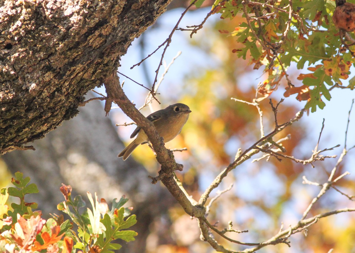 Hutton's Vireo - ML187370621