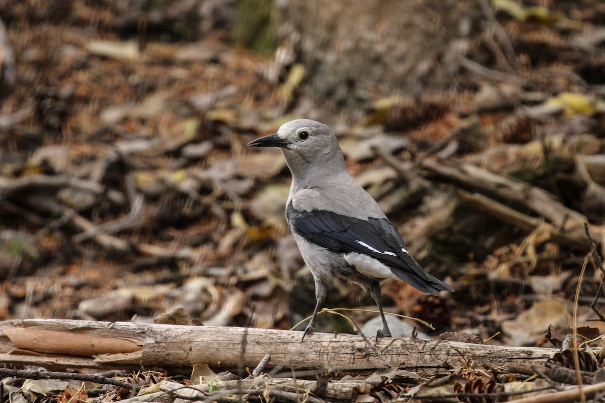 Clark's Nutcracker - ML187370811