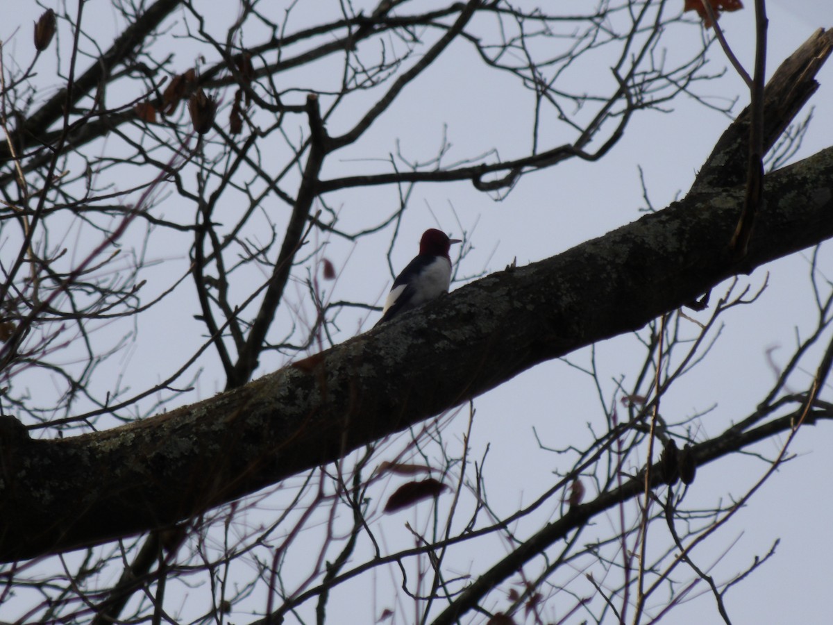 Red-headed Woodpecker - ML187371721