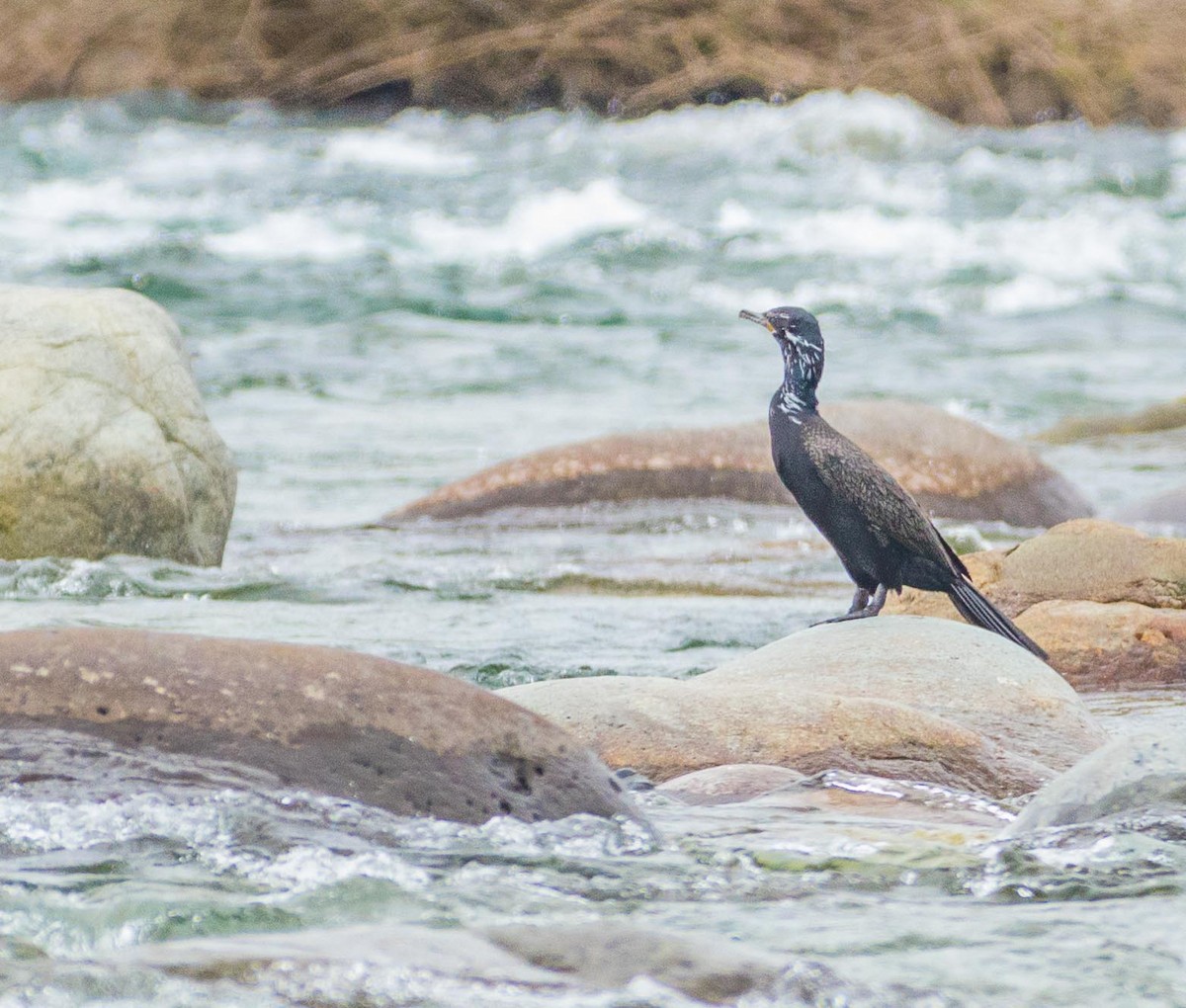 Neotropic Cormorant - ML187372021