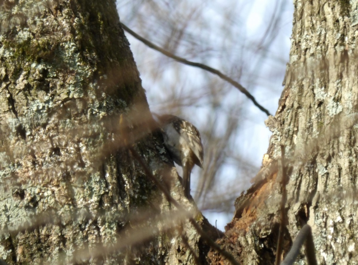 Brown Creeper - ML187372211