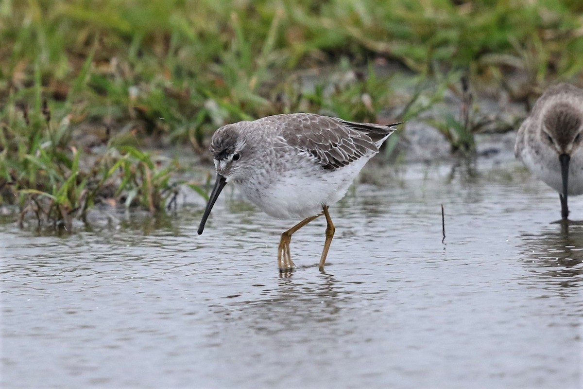 Stilt Sandpiper - ML187373231