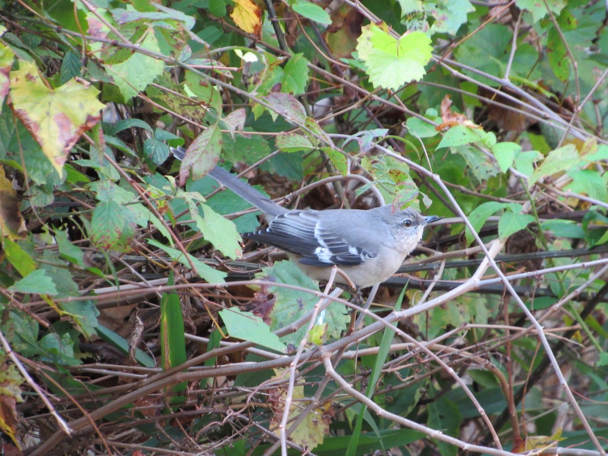 Northern Mockingbird - ML187374711