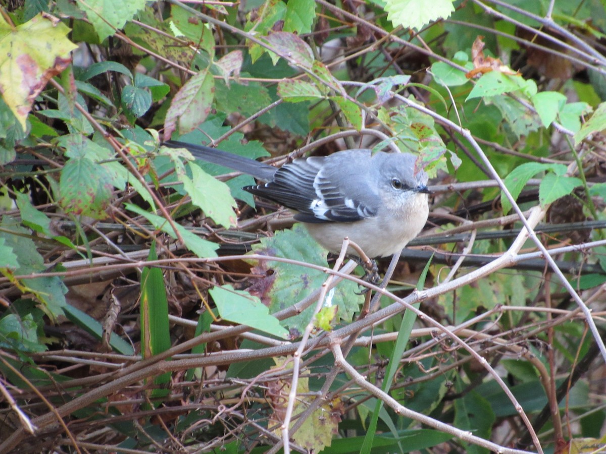 Northern Mockingbird - ML187374731