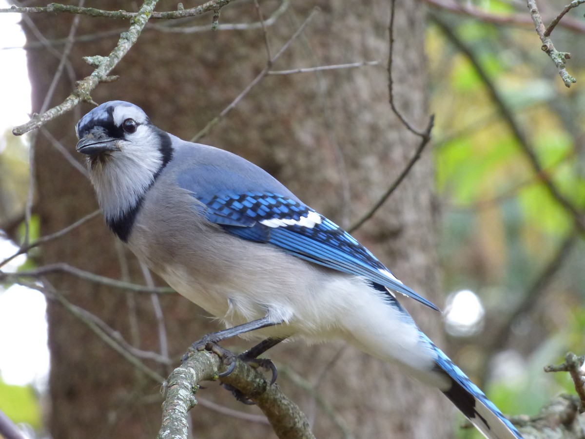 Blue Jay - Marieta Manolova