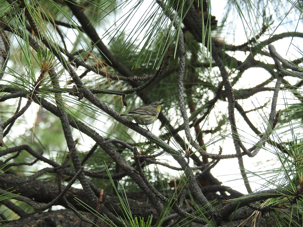 lesňáček žlutoskvrnný (ssp. auduboni) - ML187375571