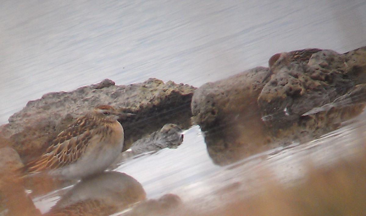 Sharp-tailed Sandpiper - ML187375701