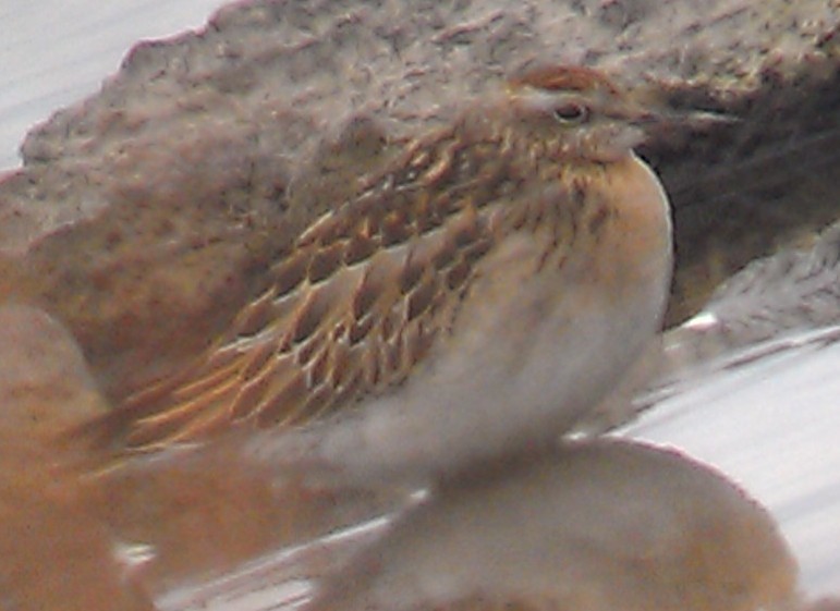 Sharp-tailed Sandpiper - ML187375711