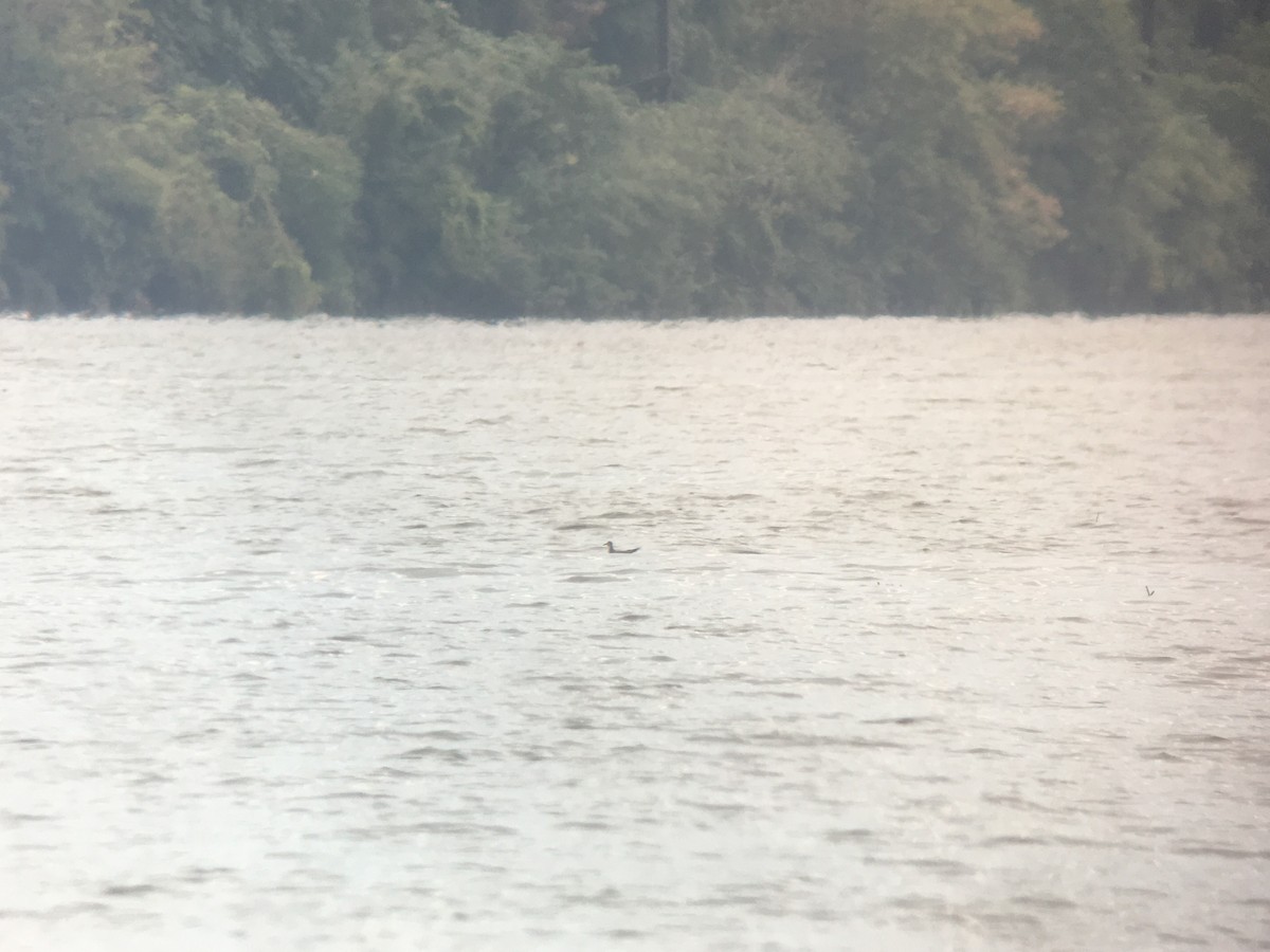 Sabine's Gull - ML187376591