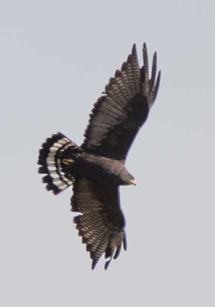 Zone-tailed Hawk - ML187377041