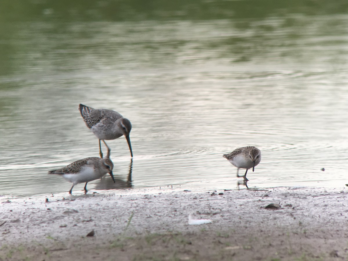 Semipalmated Sandpiper - ML187377261