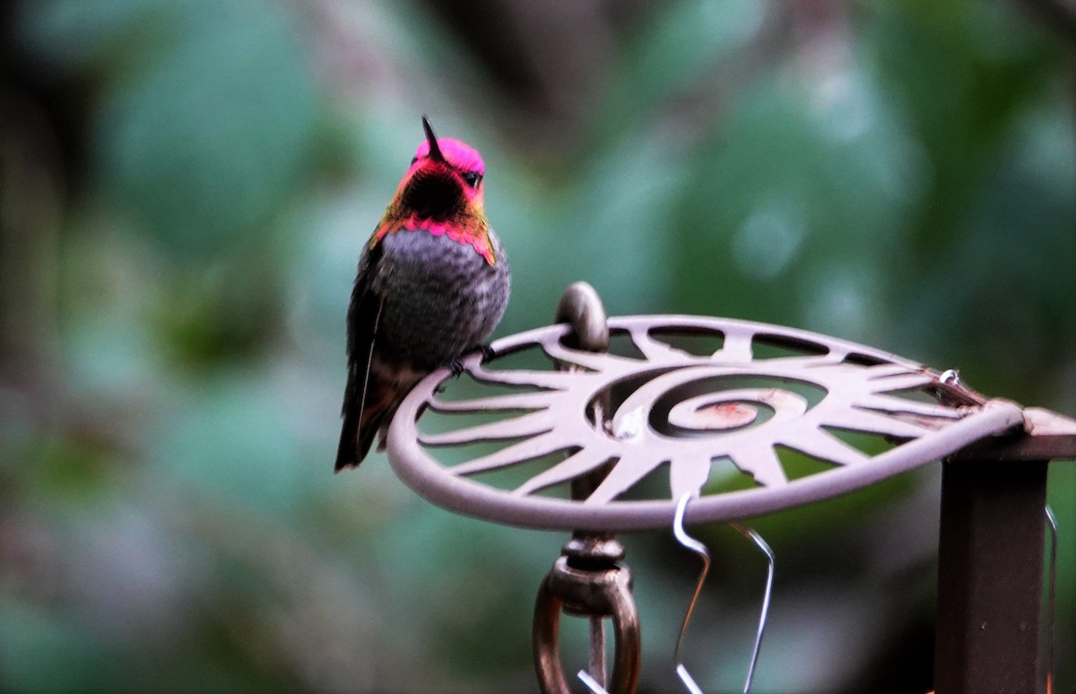 Anna's Hummingbird - ML187379021