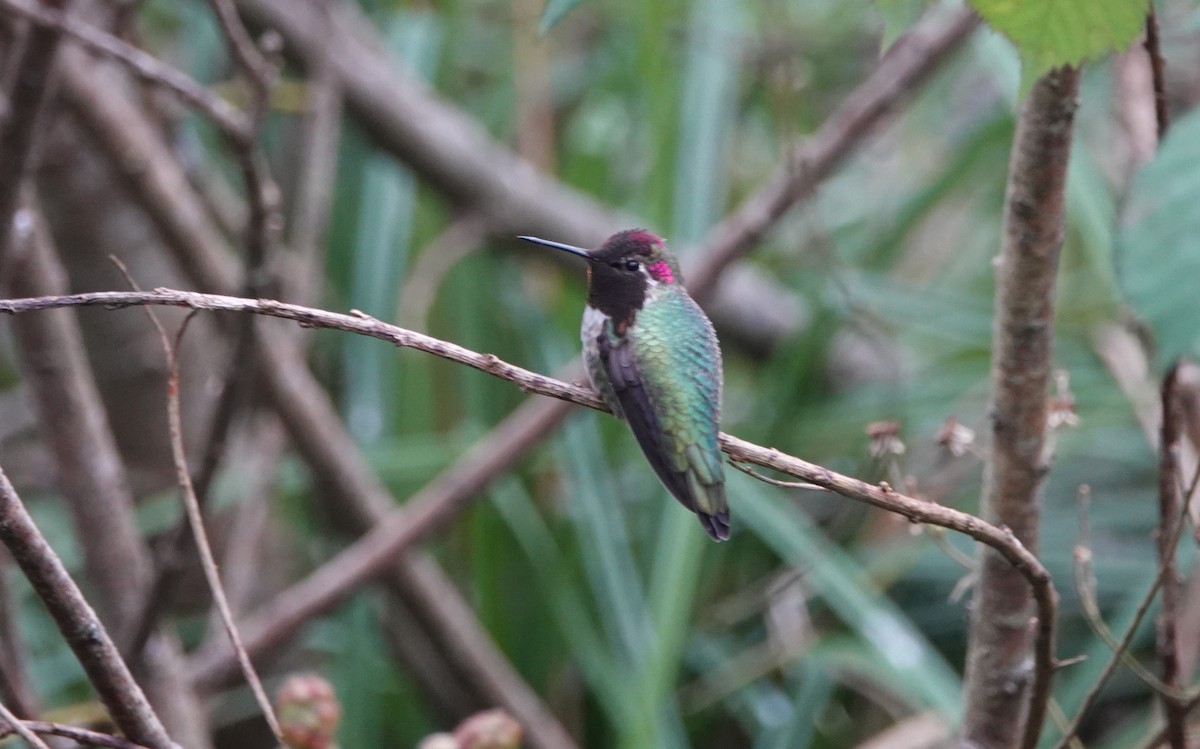 rødmaskekolibri - ML187379041