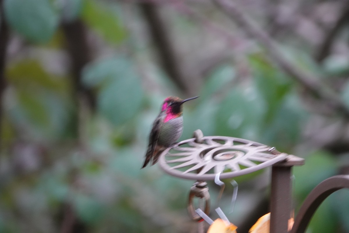 Anna's Hummingbird - David Fraser