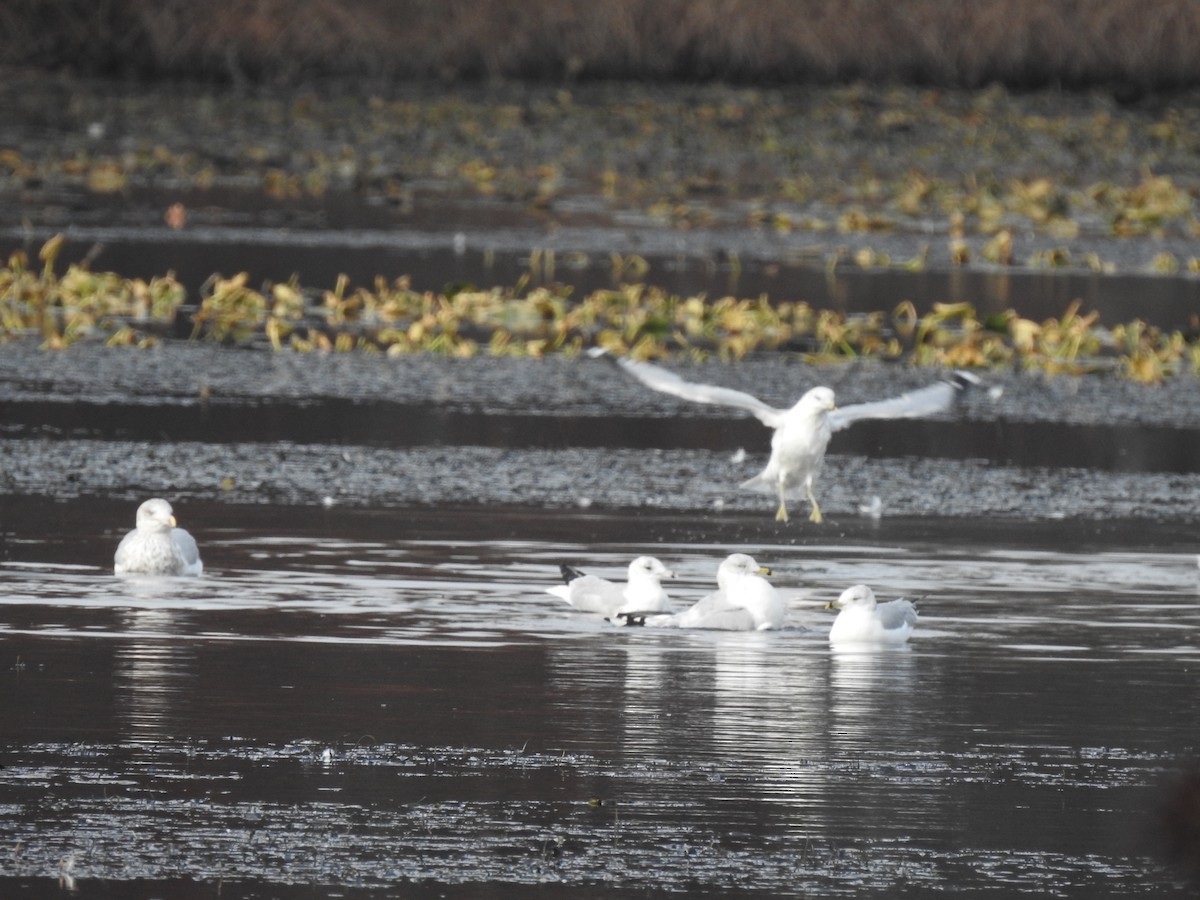 Ring-billed Gull - ML187380141