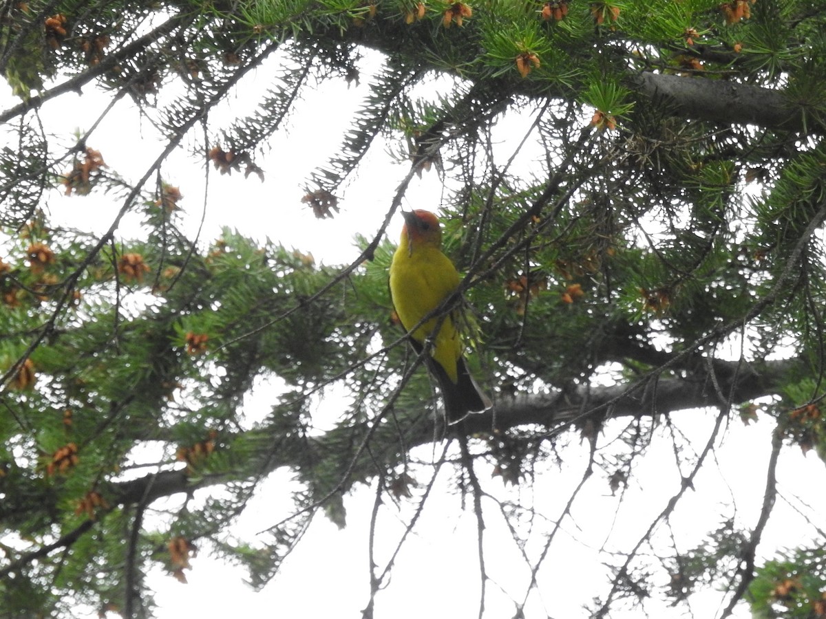 Western Tanager - ML187382091
