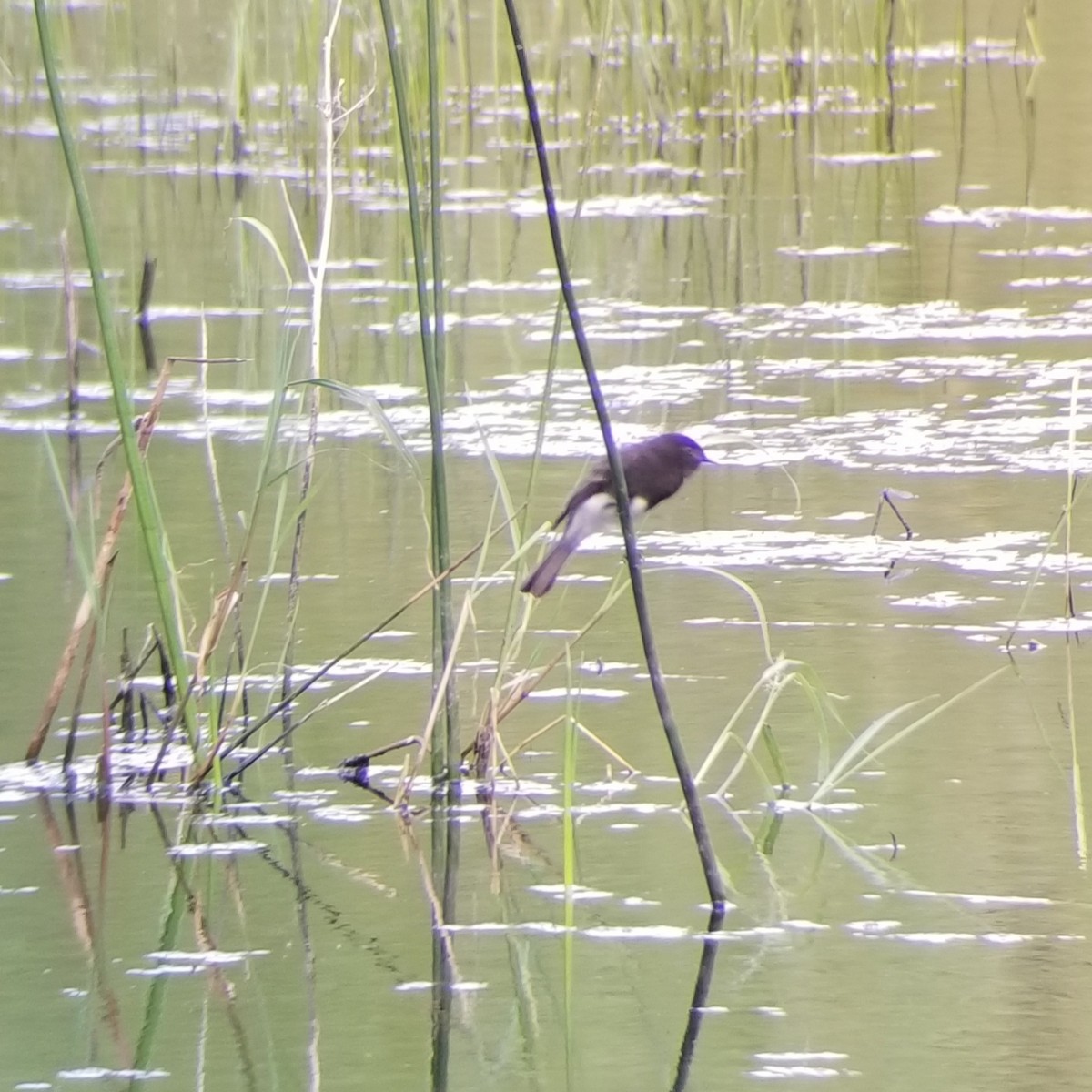 Black Phoebe - ML187384561