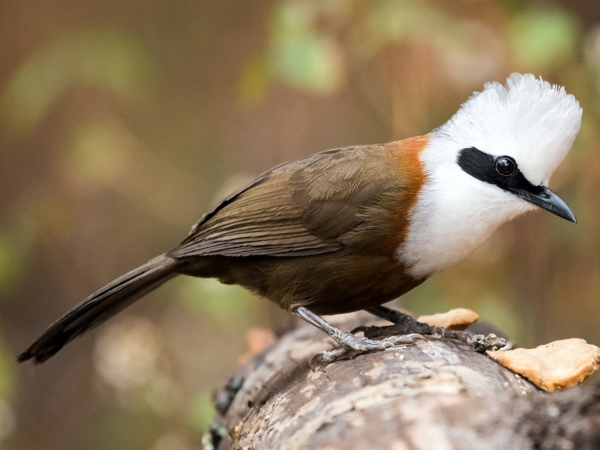 Charlatán Crestiblanco - eBird