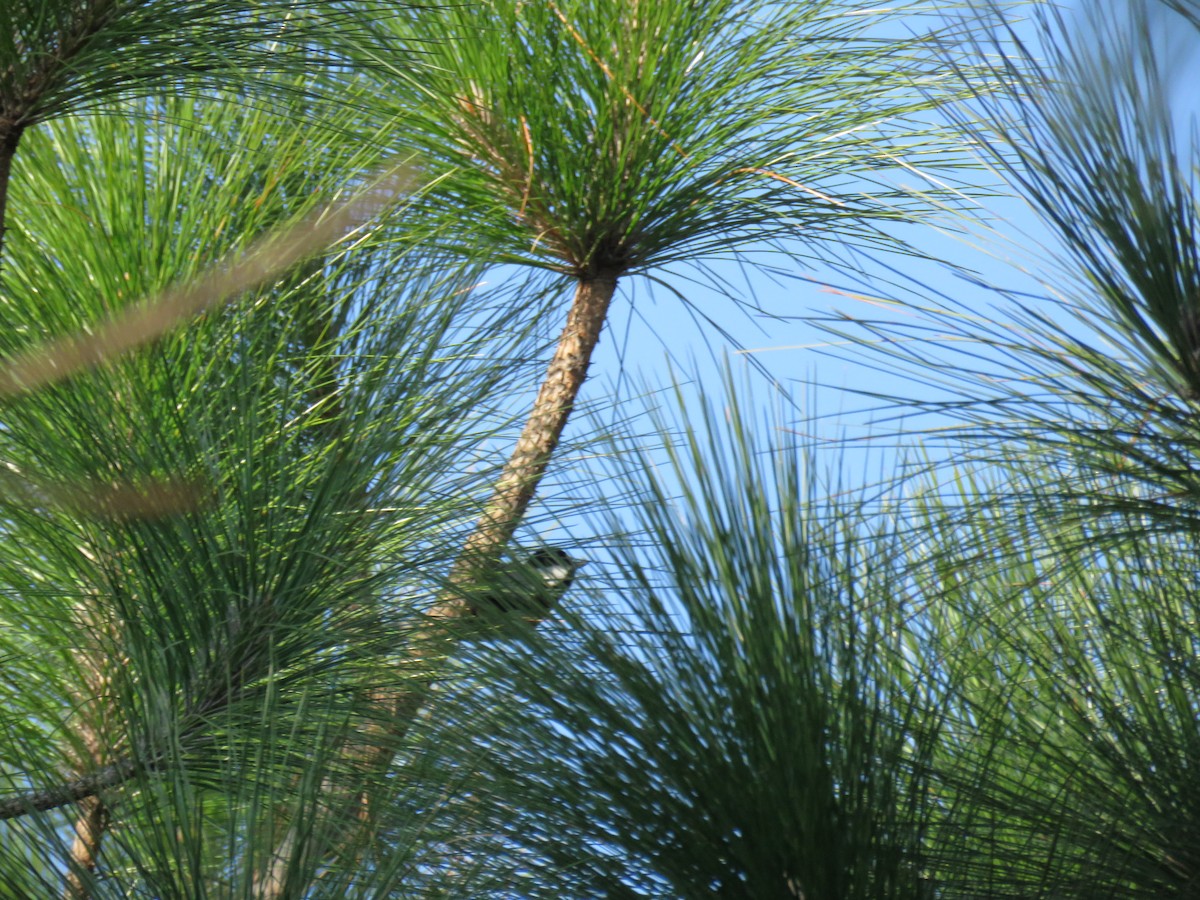 Cinereous Tit - Thomas Brooks