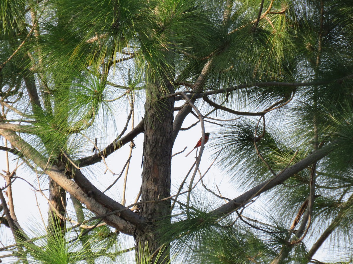 Minivet Colilargo - ML187388131