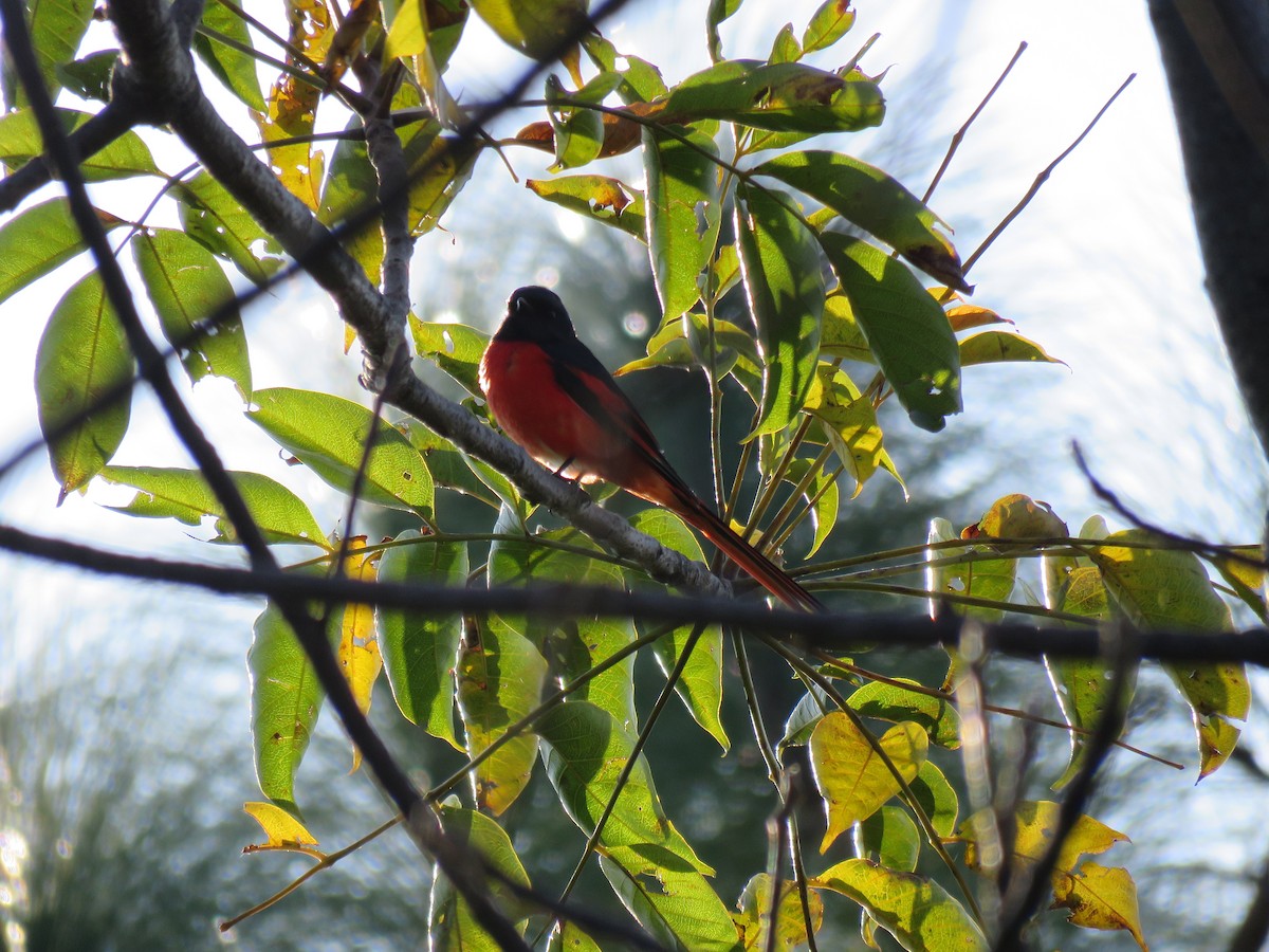 Long-tailed Minivet - Thomas Brooks