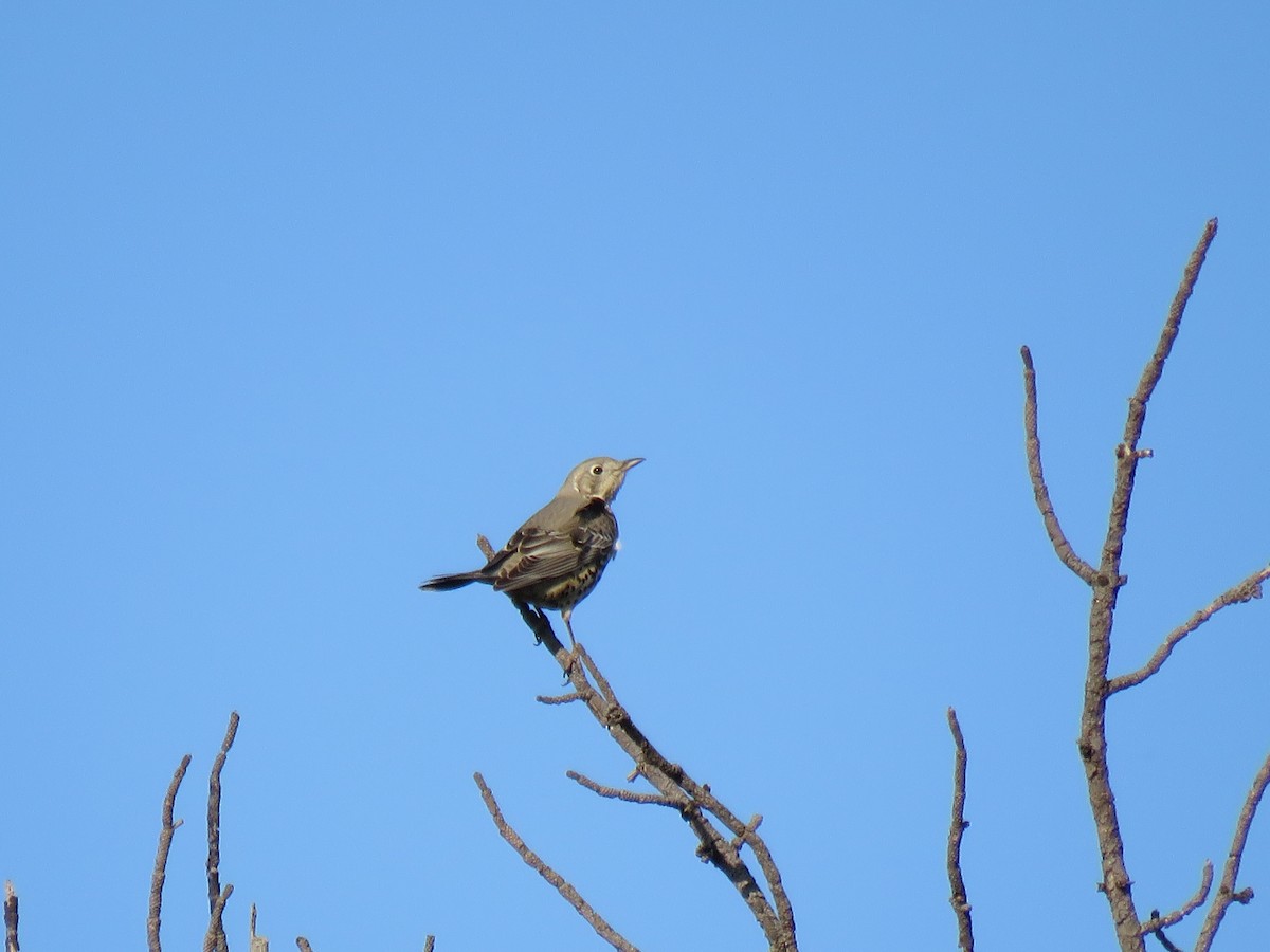 Mistle Thrush - Thomas Brooks