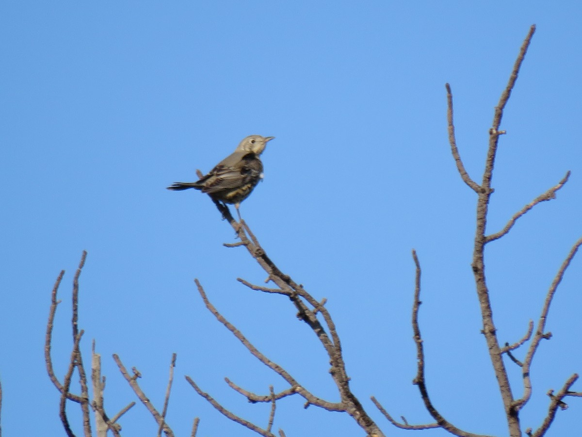 Mistle Thrush - ML187388251