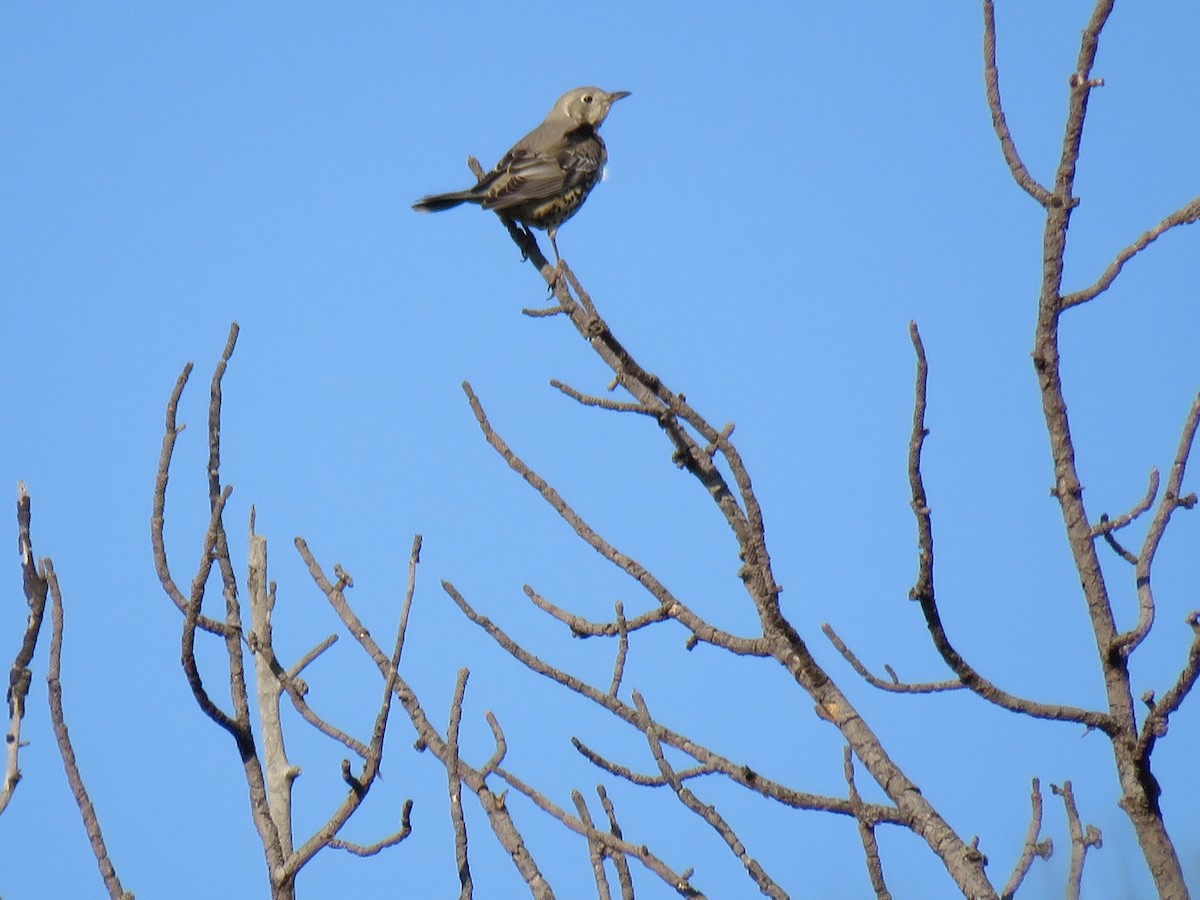 Mistle Thrush - ML187388261