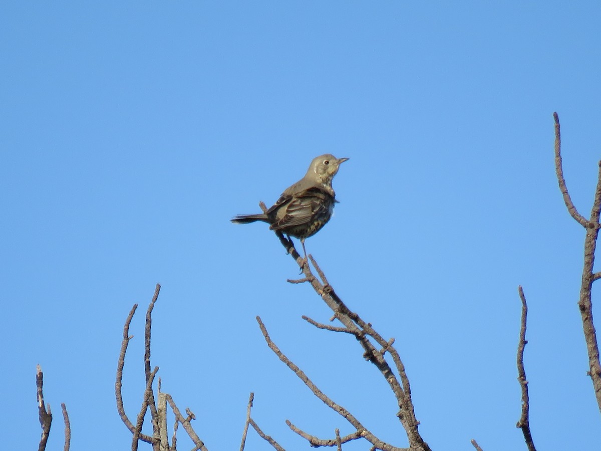 Mistle Thrush - ML187388321