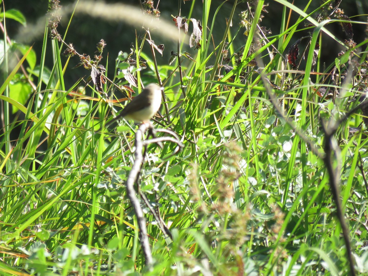 Plain Prinia - Thomas Brooks