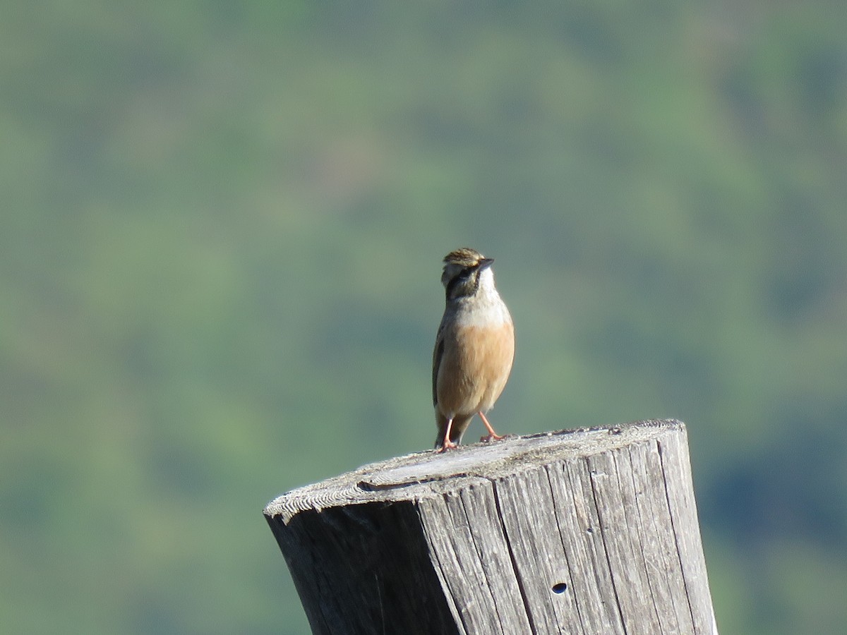 Rock Bunting - Thomas Brooks